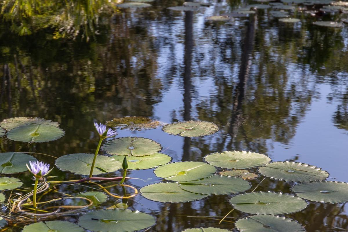 Lake Weyba Cottages Noosa Peregian Beach Esterno foto