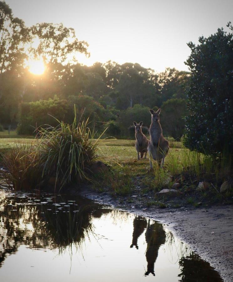 Lake Weyba Cottages Noosa Peregian Beach Esterno foto