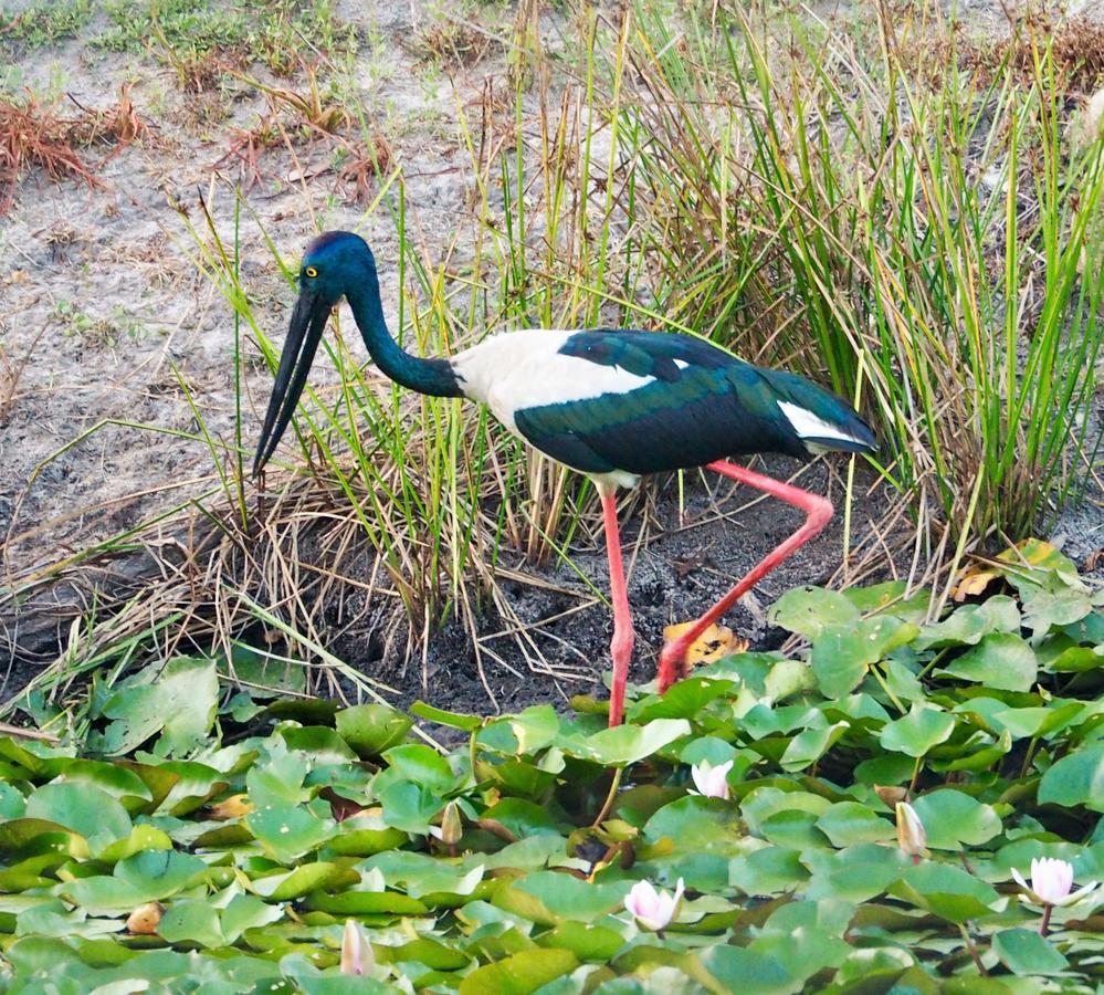 Lake Weyba Cottages Noosa Peregian Beach Esterno foto
